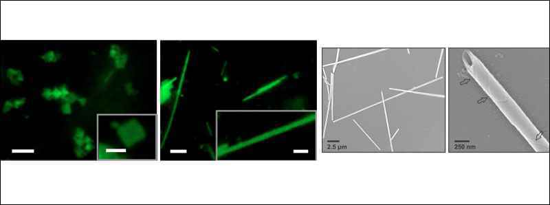 Nanomateriali mutaforma con potenziale biomedico