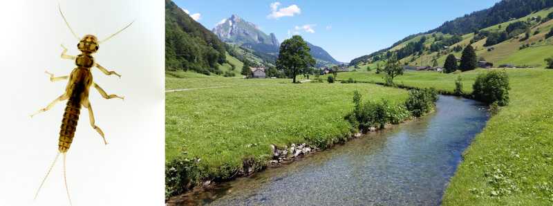 Biodiversità gravemente minacciata