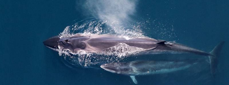 Le rotte delle balene del Nord Atlantico