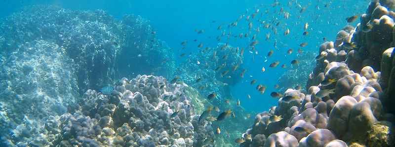 Genomica ambientale per i coralli