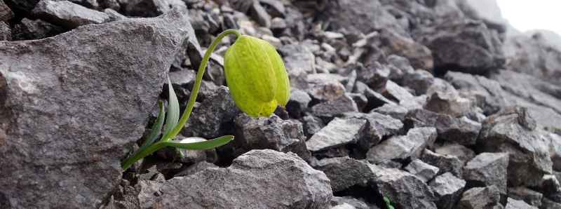 L'evoluzione della pianta Fritillaria delavayi
