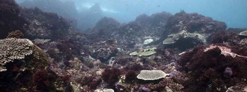 Mutevoli dinamiche degli ecosistemi marini temperati