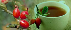 Rosa canina