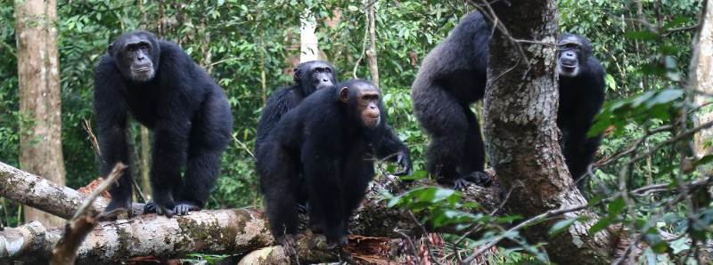 Le dinamiche territoriali degli scimpanzé