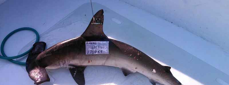 Studiati i comportamenti degli squali martello