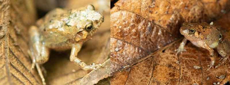 Nuova specie di rana diamante del nord del Madagascar