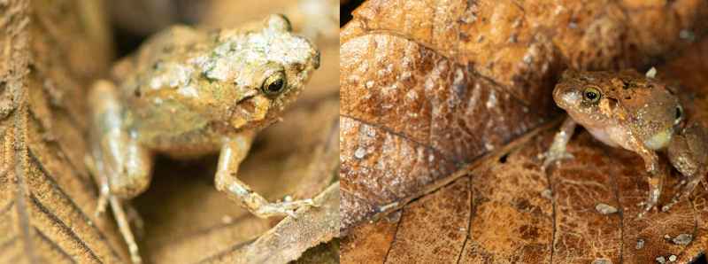 Nuova specie di rana diamante del nord del Madagascar Nuova specie di rana diamante del nord del Madagascar
