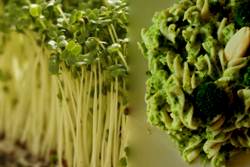 Germogli di broccoli