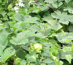 Humulus lupulus