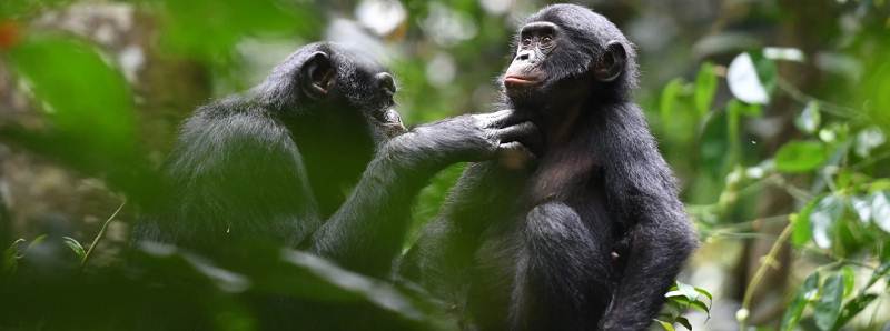 Relazioni cooperative tra i bonobo