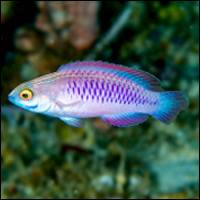 Nuova specie di pesce a Zanzibar