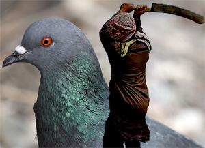 Isis contro piccioni