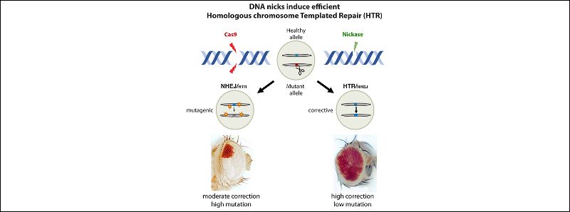 CRISPR morbido per i difetti genetici