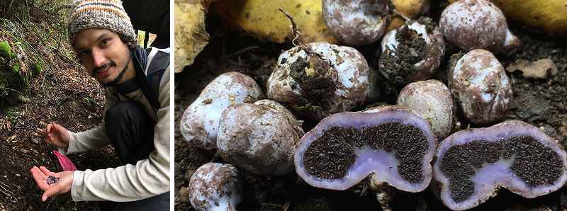 Uccelli ghiotti di tartufi Uccelli ghiotti di tartufi