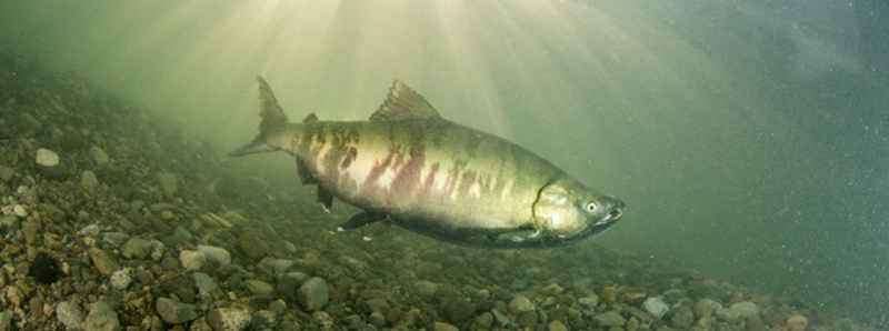 Perdita di habitat per il salmone del Canada