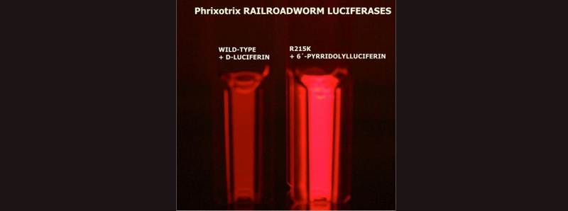 Sviluppata una bioluminescenza rossa più efficiente