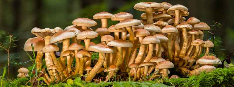 Produrre materiali simili alla pelle dai funghi