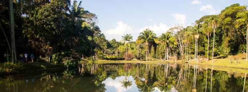 L'Amazzonia si potrebbe trasformare in una savana