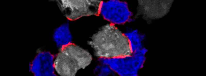 Il magnesio rafforza il sistema immunitario