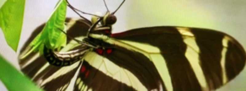 Evoluzione dei colori delle ali di Heliconius