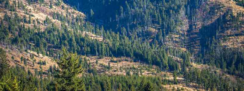 La deforestazione raddoppia in tutto il mondo