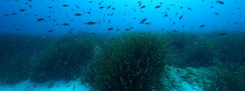 Zucchero sotto i prati di fanerogame marine