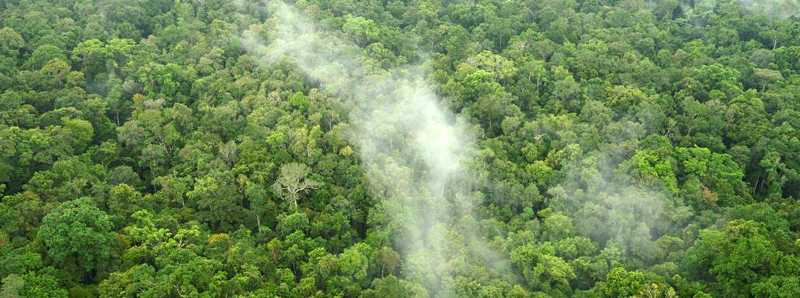 Le foreste delle aree umide attirano umidità dal mare