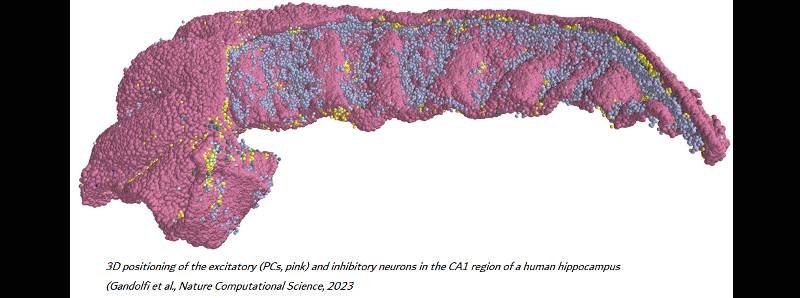 Modello 3D della connettività neuronale dell'ippocampo umano