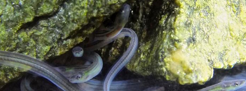 La memoria magnetica delle anguille di vetro europee