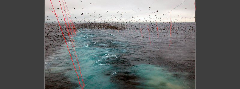 La pesca accidentale danneggia molte specie marine