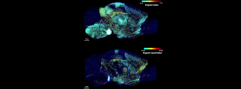 Una singola memoria è immagazzinata in molte regioni cerebrali connesse