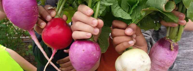 Orti scolastici collegati con i bambini