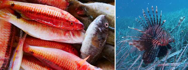 Nuova rotta trans-oceanica per i pesci marini