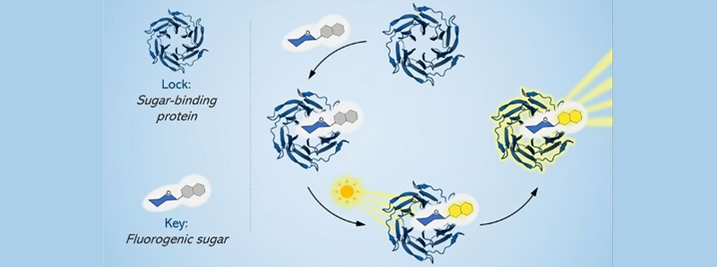 Sonda fluorogenica che rileva e studia gli zuccheri