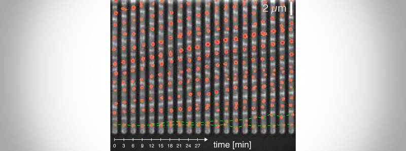 Come i batteri controllano il loro ciclo cellulare