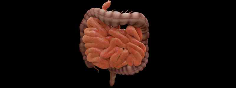 Ogni intestino umano ha una impronta virale