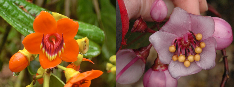 Come i fiori si adattano ai loro impollinatori