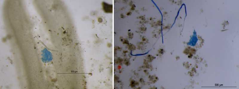 Microplastiche nell'acqua intrappolate nelle foglie delle piante