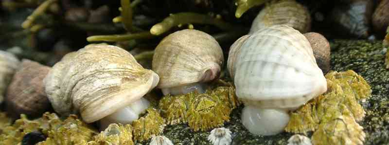 Flessione dei molluschi nel Golfo del Maine