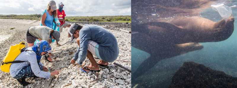 Inquinamento da plastica nelle Galapagos