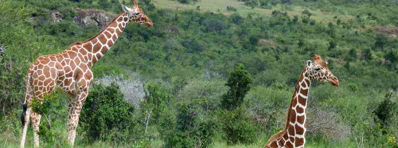Giraffe ed elefanti alterano la savana africana