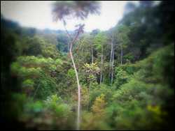 Foreste in Gabon