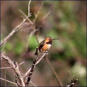 Scoperta zona ibrida tra specie di colibrì