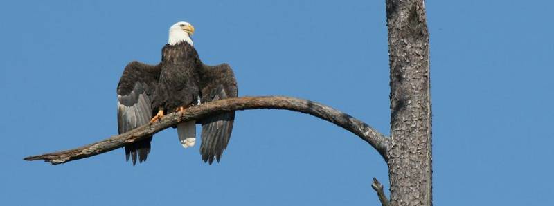 Aquile calve uccise da una tossina