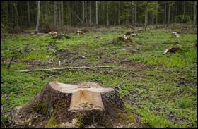 La foresta polacca di Bialowieza