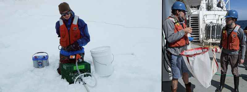 Lipidi planctonici alterati dai cambiamenti climatici