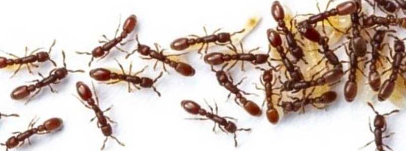 Le formiche si comportano come reti neurali