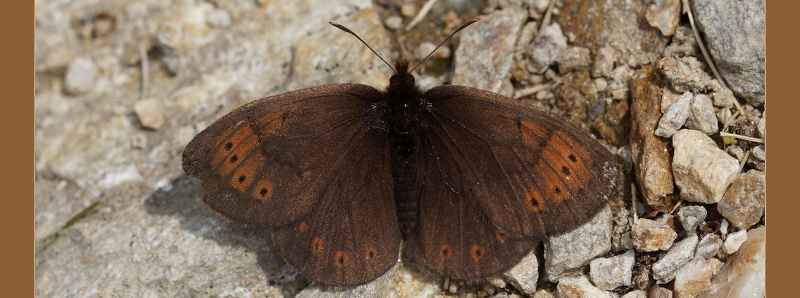 Farfalle dell'Appennino sentinella dei cambiamenti climatici