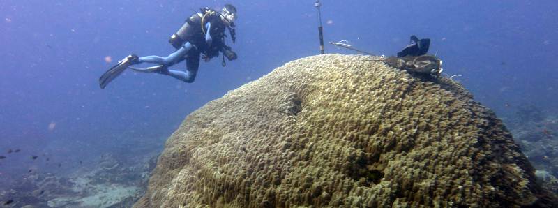 Come i coralli rispondono al riscaldamento globale
