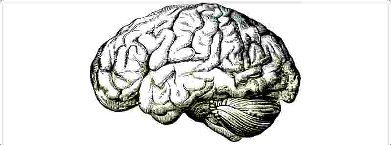 Il cervello sceglie il percorso più lungo